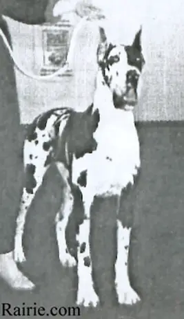 Audry vom Münsterland