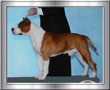 CH Parastone's Rough And Ready