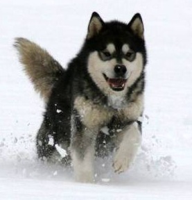 Snocreek Bear-Pak Geronimo