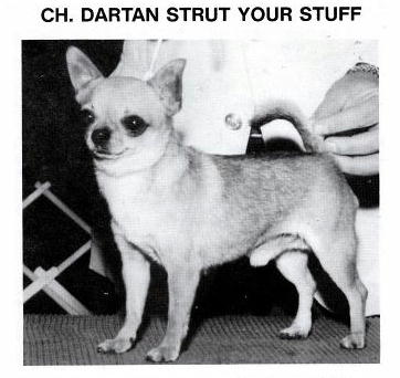 CH (US) Dartan Strut Your Stuff