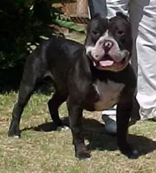 New Troijan Kennel's Monster G