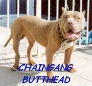 Chain Gang's Butthead