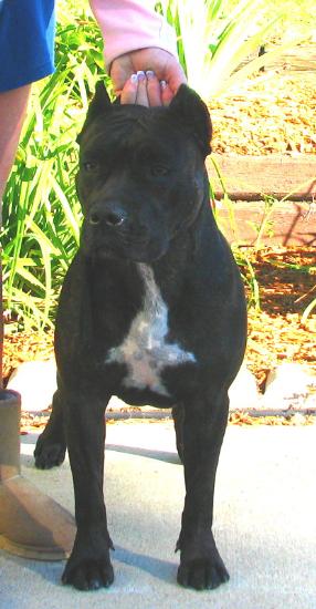 AKC CH/UKC CH Shonuff Flamin Secret CNTNDR at Nour