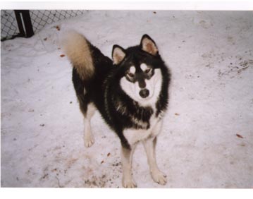 Perla-Petra z Rontu-Aru