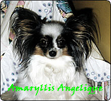 Amaryllis Angelique