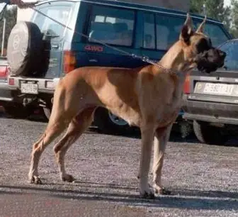 Bona Dea d'Acca Larentina