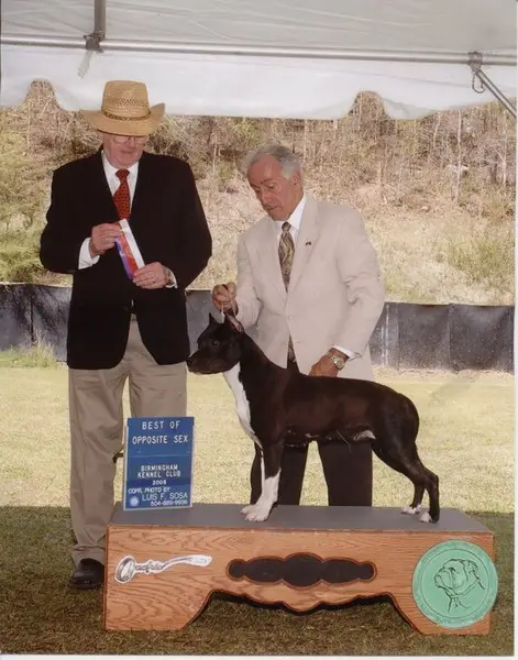 Stone Free Willynwood De Paco