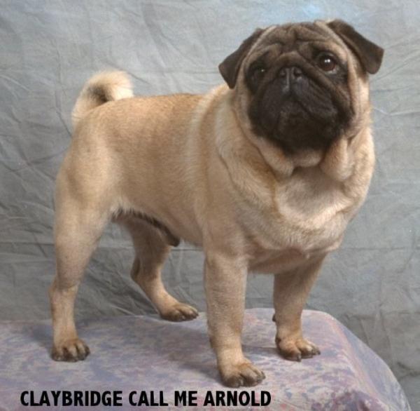 CH. Claybridge call me arnold