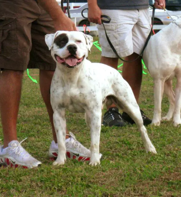 CH Leatherneck's Ray Ban's Talon