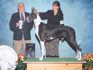 Sasdania's Ms Molly Four D Future
