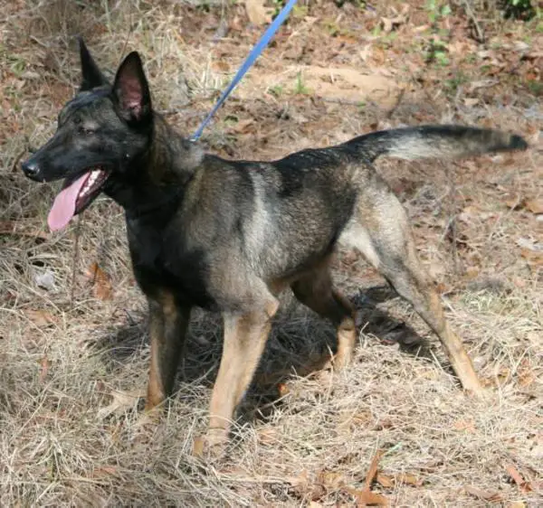 Legacy K9's Singe