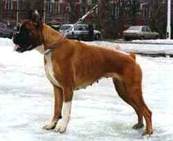 Butterfly Is Imperii Grez