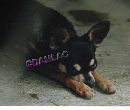 D'am-L'ac P-Sk Guanajuato