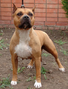 CH. GEO, RUS Humayun Golden Lady iz Voiska Tamerlana