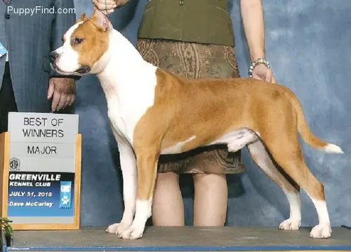 GCH SOI's Chase'N Perfection