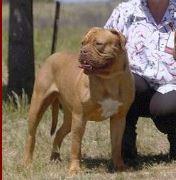 AUST CH Ataraxia the Jazz