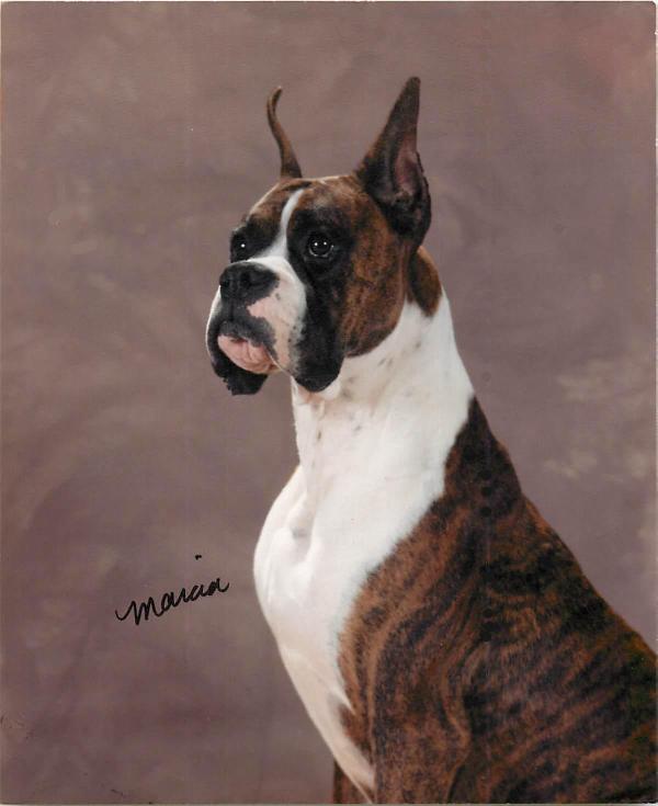 SKC/AKC/INT'L CH Gentry's King of Hearts