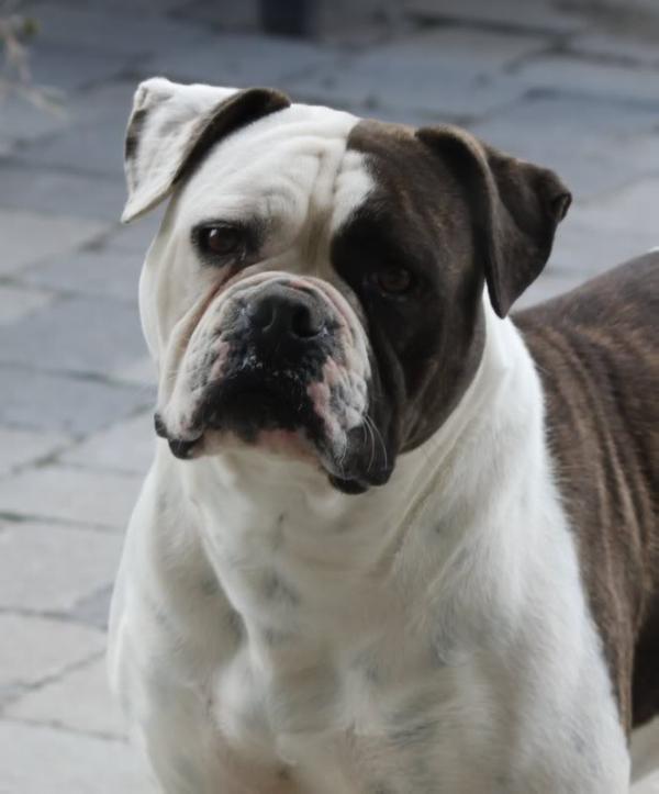 Masterbully's Xi Mae of Ostergaard