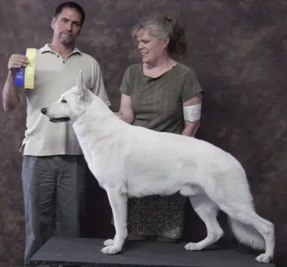 UKC CH Hallmark Dante's Pride