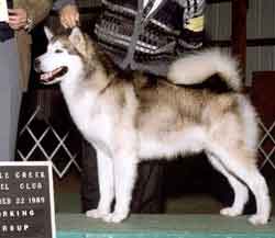 CH Barrenfield's Sea Chase