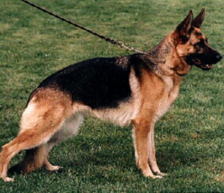 V Marit zur Wolfskammer