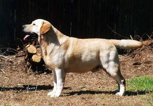 MBISS AKC CH Boradors By George
