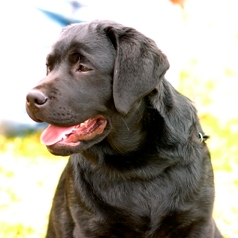 Preton Iris Beechcroft