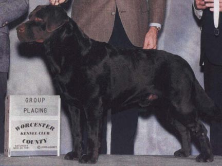 AKC CH Ashway's Willcare Impression