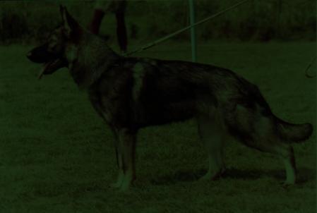 Didi von Iwan's Haus