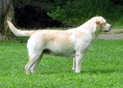 CH Graycrofts Distant Visions