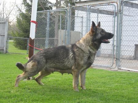 Vesta vom Ebersbach (2003)