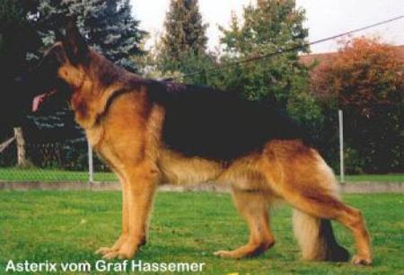 V Asterix vom Graf Hassemer