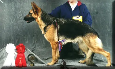 C.I.B ISCH Xandra vom Laacher-Haus