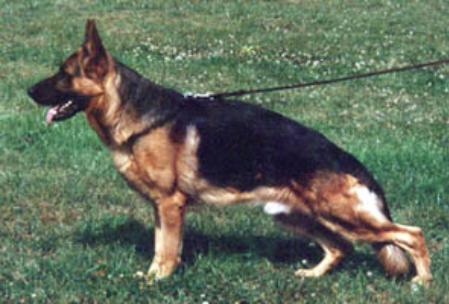 V1 (N) NUCH Gildewangen's Qujo