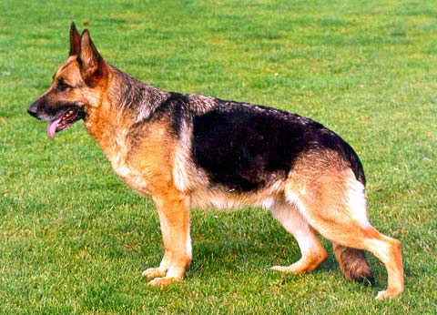 Gildewangen's Schiwa