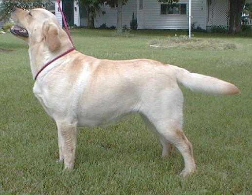 Whitewing Against All Odds