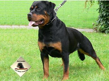 DT VDH CH Seline Vom Hause Neubrand