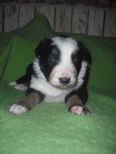 Stirling Bridge's Nathan