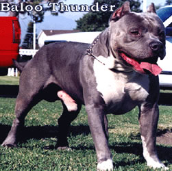 'PR' Vazquez' Baloo Thunder