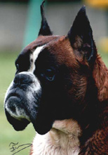 Helios du Château des Hauts de la Malnoue