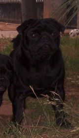 Nemo Von Der Akazienallee