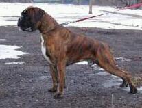 MULTI CH Brisko Sanvita