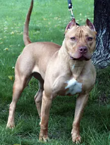 R.Rangers Great Lakes Red Rhinna (APBT)