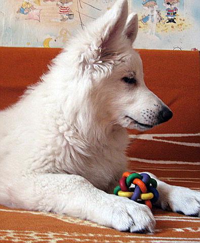 Quite A Belle vom Sutumer Grund