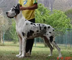 Flash Great Dog Do Alto Gavea