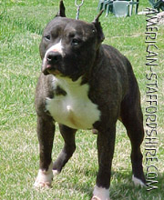 Hindy du père lorrain