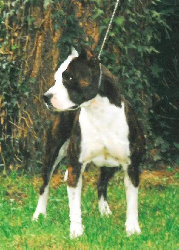 De Paco XZ Woodlilly
