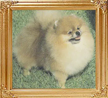 AM CH Bobiis Demolition Man Omicha