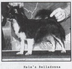 AM.CH. HALE'S BELLADONNA