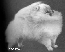 GB.CH. Derronills Maxamillion